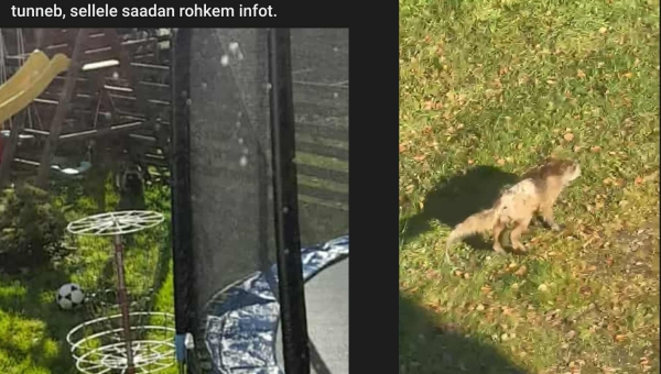 Võru linna eksisid karvutu reinuvader ja pesukaru meenutav loomake